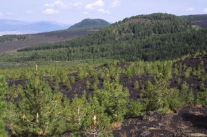 Il pino laricio inizia a colonizzare le lave relativamente recenti del versante Ovest - © pietronicosia.it
